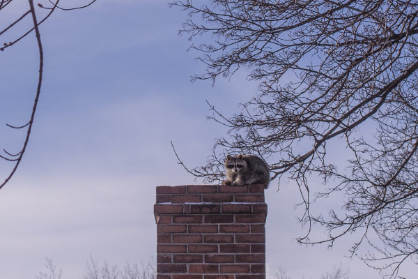 raccoon on chimney